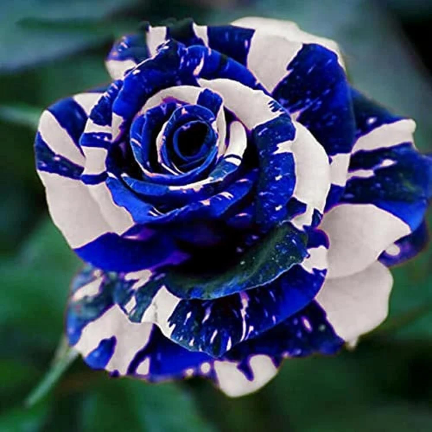 HUXAY GARDEN Blue Dragon Rose Seed, 20 Seeds