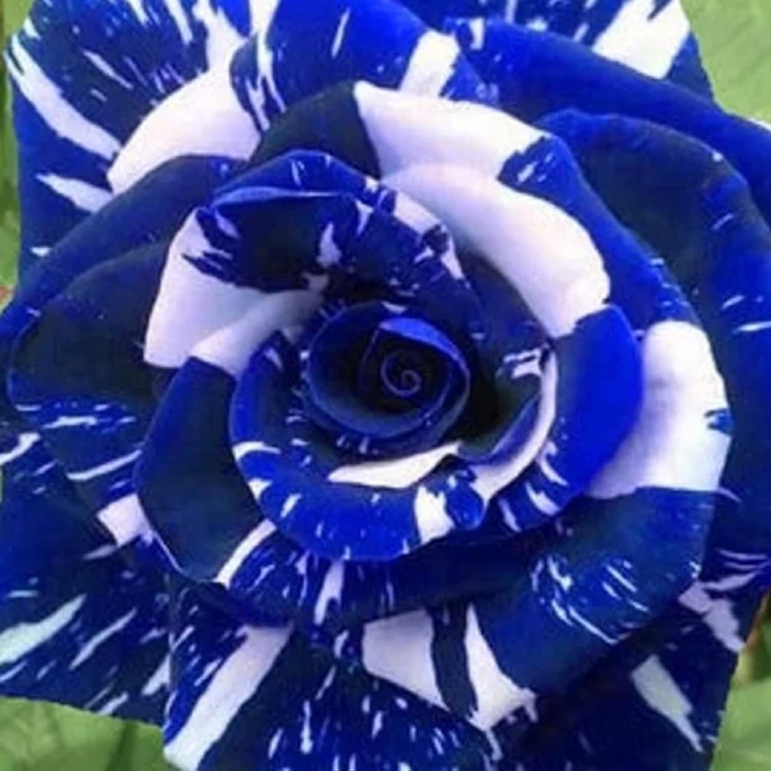 blue rose seeds HUXAY GARDEN Blue Dragon Rose Seed, 20 Seeds – DENW, LLC