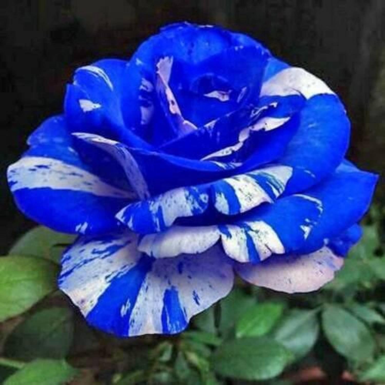 purple dragon rose seeds HUXAY GARDEN Blue Dragon Rose Seed, 20 Seeds – DENW, LLC