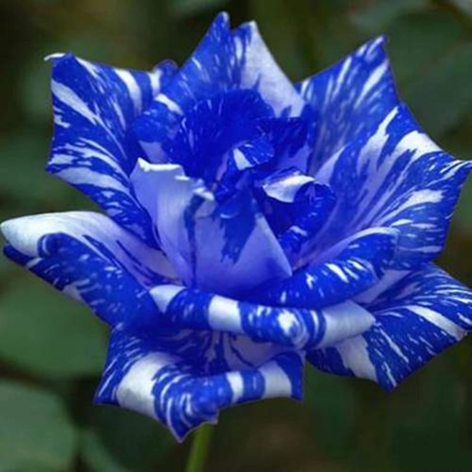 HUXAY GARDEN Blue Dragon Rose Seed, 20 Seeds