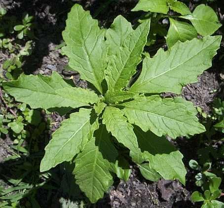 Organic Mexican Epazote Herb, 50 Seeds